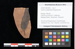 Foto (Objekt + Etikett) von Quercus palaeoilex Ettingshausen (NHMW-GEO-2024-0188-0855)
